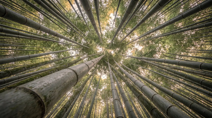 The Strength Behind Sustainable Luxury: Discovering the Mōsō Bamboo