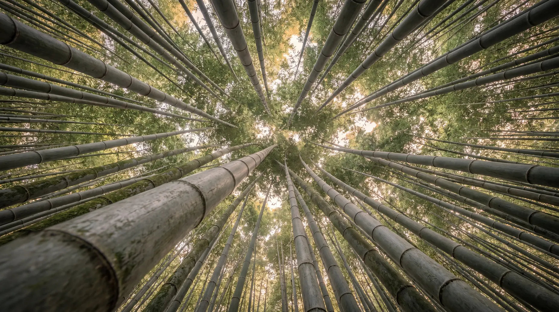 The Strength Behind Sustainable Luxury